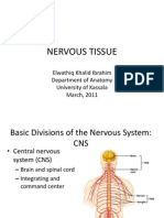 Nervous Tissue: Elwathiq Khalid Ibrahim Department of Anatomy University of Kassala March, 2011