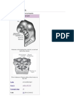 Pharyngeal Arch: From Wikipedia, The Free Encyclopedia