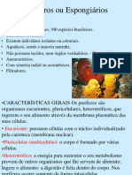 Aula de Poríferos