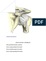 Articulaciones Del Antebrazo