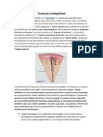 Anatomía y Fisiología Renal