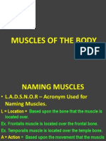 Naming and Identifying Muscles