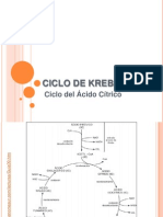 Ciclo de Krebs