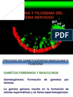 Ontogenia Filogenia y Plastic Id Ad Del SNC