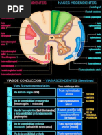 Vias Ascendentes