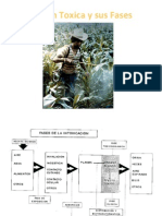 La Accion Toxica y Sus Fases