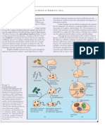 Originofeukaryoticcells