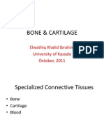 Bone & Cartilage: Elwathiq Khalid Ibrahim University of Kassala October, 2011