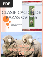 Razas de Ovinos y MG 11