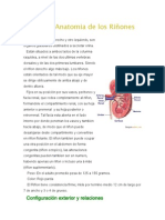 Anatomia de Los Riñones