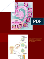 Desarrollo Embrionario