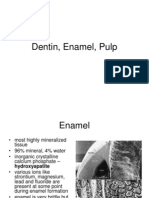 Dentin, Enamel & Pulp