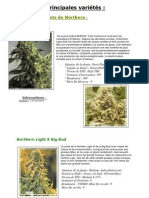 Descriptifs Variétés Weed