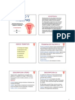 Anatomia Utero