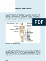 The Human Skeletal System