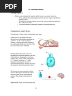 16 Auditory Pathway