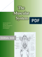 Bio 22 Post-Lab - The Muscular System (New Ver.)