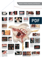 PoultryAnatomyEng W