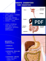 Aparato Digestivo