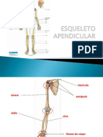 Anatomia Do Esqueleto Apendicular