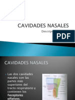 Cavidades Nasales