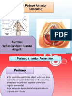 Pernineo Anterior Femenino