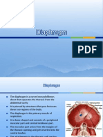 Diaphragm Anatomy