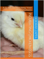 Incubating Chicken Eggs: A Guide to Hatching Your Own Chickens