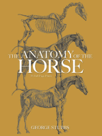 The Anatomy of the Horse