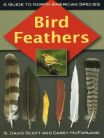 Bird Feathers: A Guide to North American Species