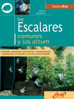 Los escalares comunes y los altum