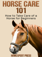 Horse Care 101: How to Take Care of a Horse for Beginners