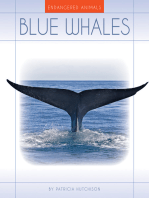 Blue Whales