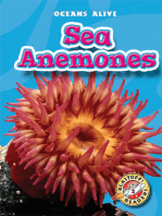 Sea Anemones