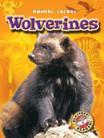 Wolverines