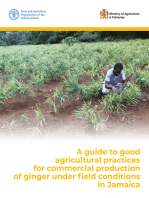 A Guide to Good Agricultural Practices for Commercial Production of Ginger under Field Conditions in Jamaica