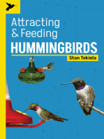 Attracting & Feeding Hummingbirds