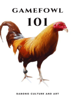 Gamefowl 101