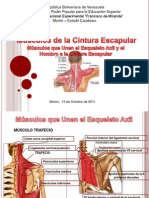 Musculos de La Cintura Escapular