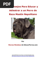 4 Consejos para Educar y Adiestrar A Un Perro de Raza Mastín Napolitano