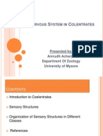 Primitive Nervous System in Colentrates