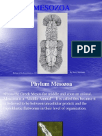 Phylum Mesozoa