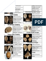 Mollusca Worksheet Part 2