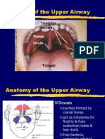 Anatomy of The Upper Airway