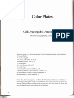 The Morphology of Human Blood Cells - Illustration