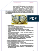 Cerebelo PDF