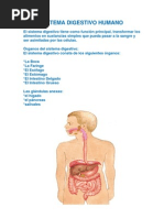 Proceso de La Digestiòn