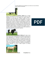 Las Razas Productoras de Carne Suelen Clasificarse Por Sus Aptitudes Más Corrientes Como Razas Británicas Tradicionales