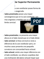 Primer Molar Superior Permanente