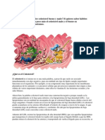 Qué Diferencia Hay Entre Colesterol Bueno y Malo